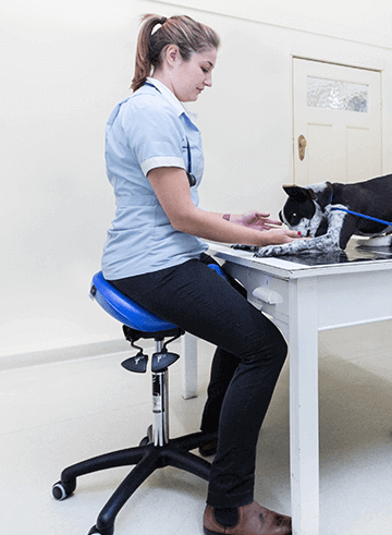 Saddle stool for veterinary