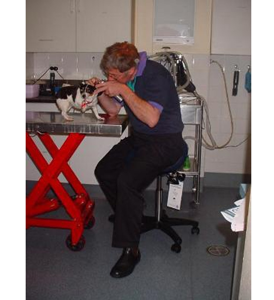 Bambach saddle stool for veterinary