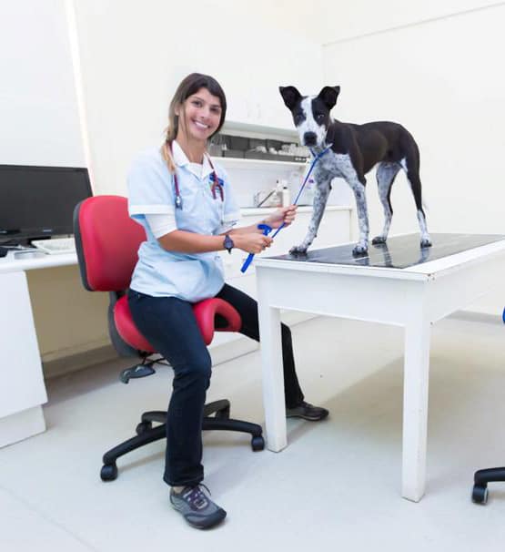 Bambach saddle seat for veterinary